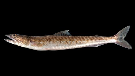 Learn About the Inshore Lizardfish – Fishing .